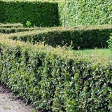 Živa ograda - briljantni cotoneaster